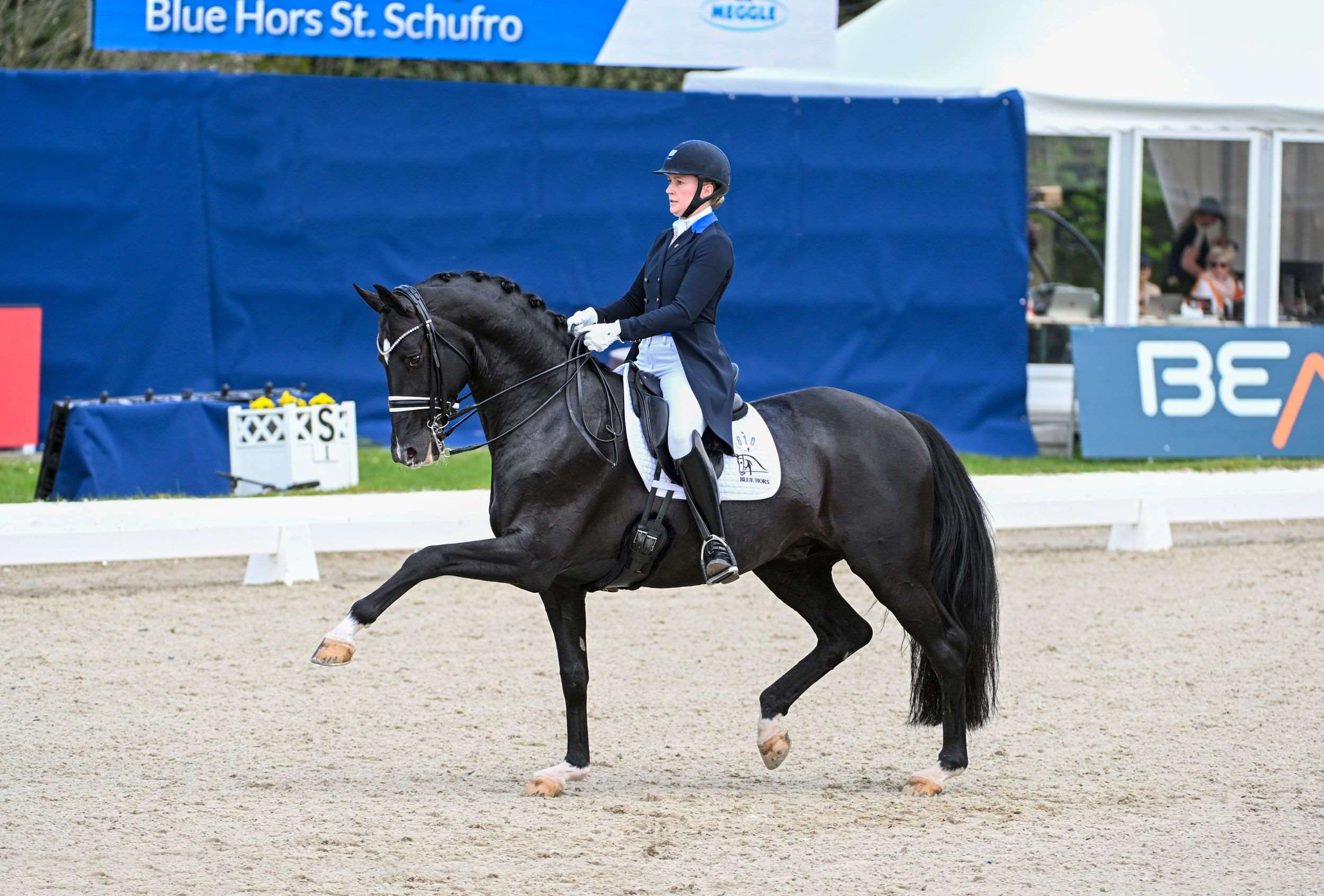 Blue Hors St. Schufro Stallion